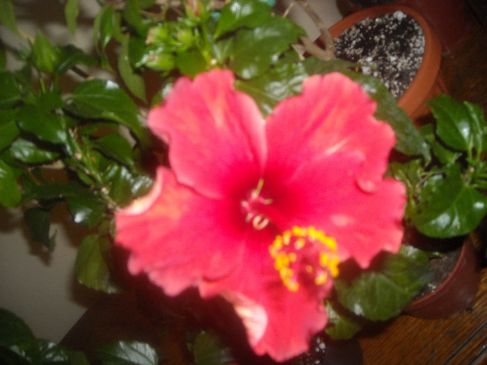Hibiscus Dione