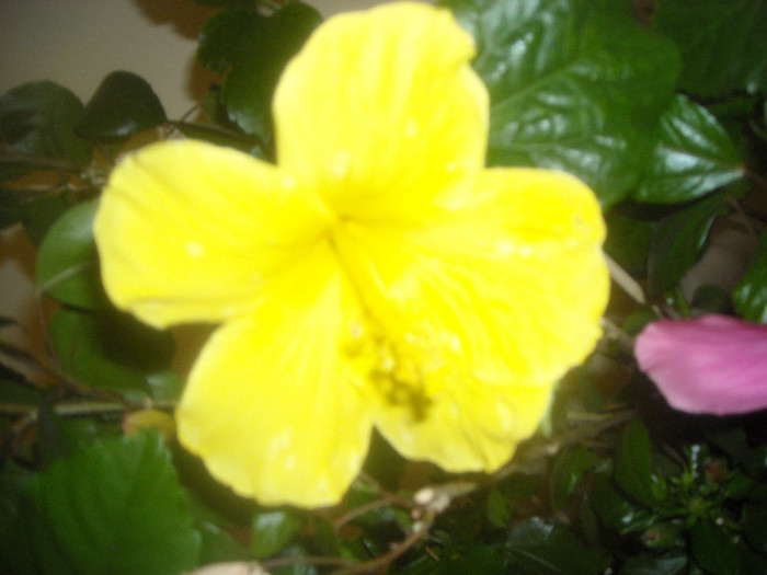 Hibiscus Senegal