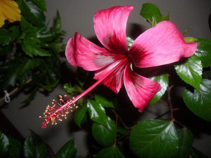 Hibiscus Fidjian Island