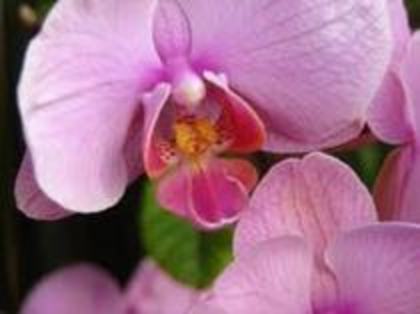 orhidee