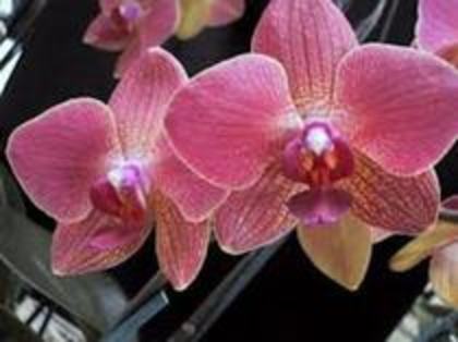 orhidee - 2012 FLORI DE CAMERA