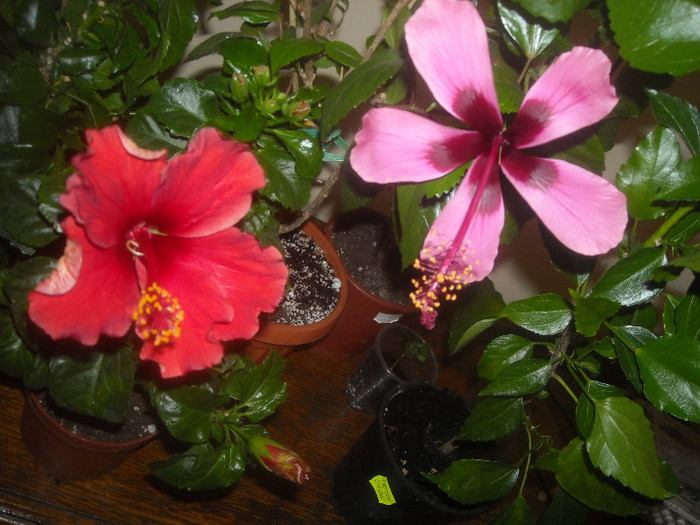 Hibiscus Dione   Fijian Island