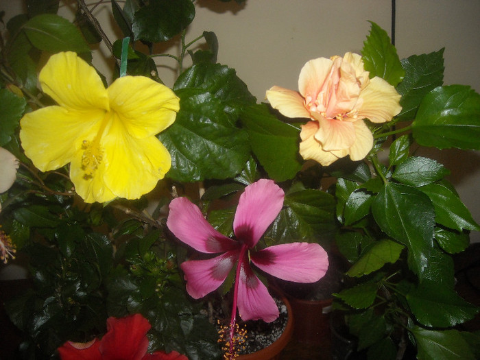 Hibiscus grup