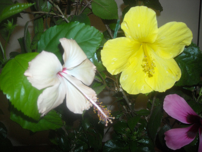 Hibiscus Fort de France + Senegal