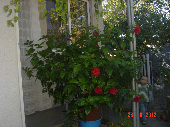 Picture 346 - 09-2012-HIBISCUS