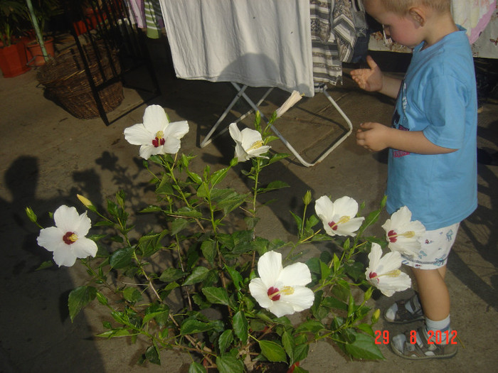 Picture 347 - 09-2012-HIBISCUS
