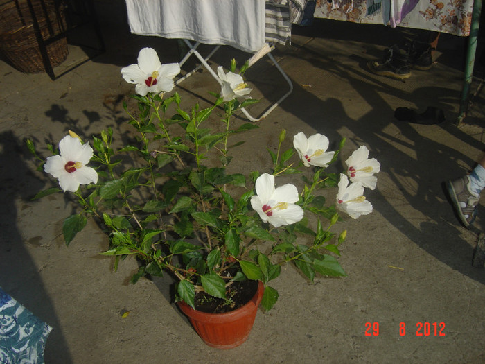Picture 348 - 09-2012-HIBISCUS