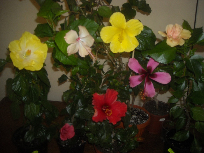 Hibiscus grup