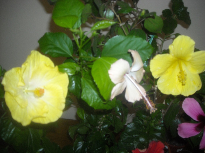 Hibiscus grup