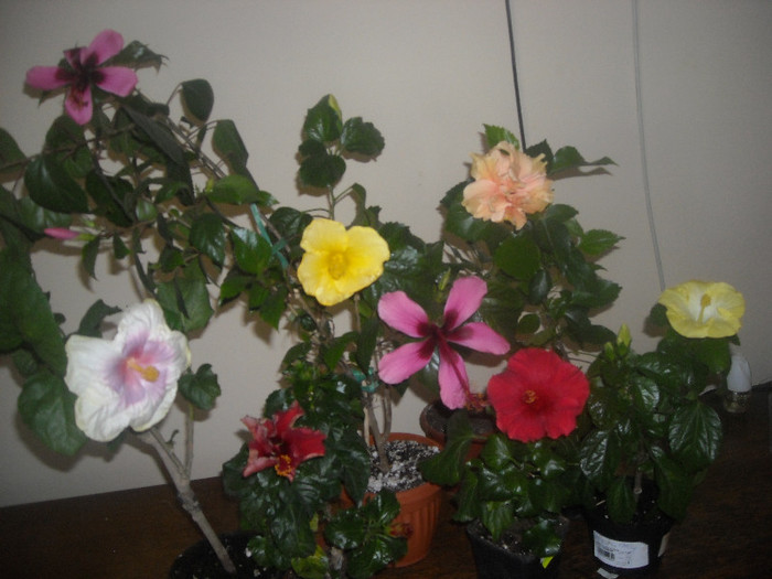 Hibiscus grup