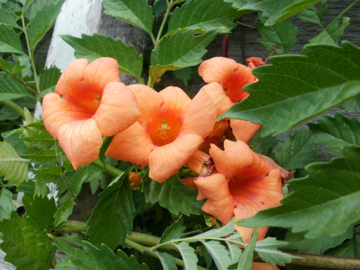 P7274312