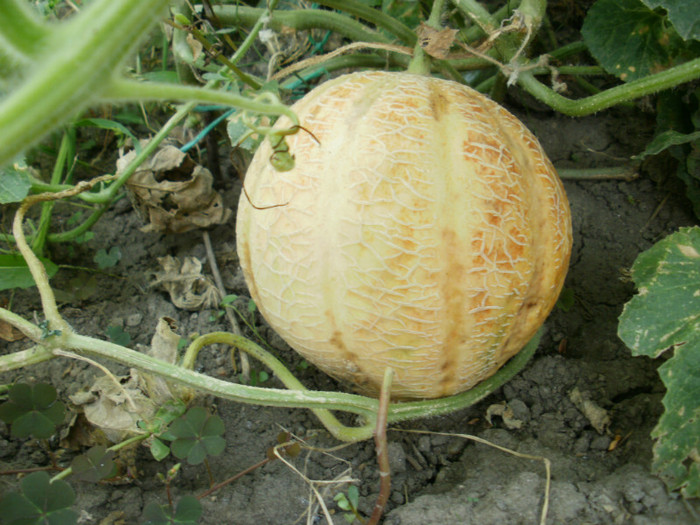 P8256705 - Gradina de legume 2012