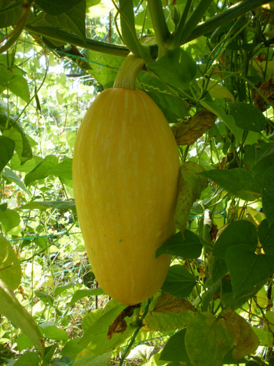 P8256710 - Gradina de legume 2012