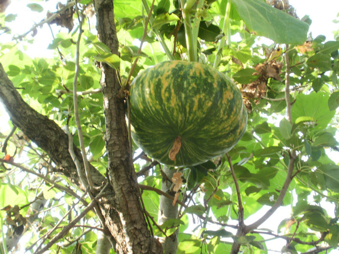 P8256712 - Gradina de legume 2012