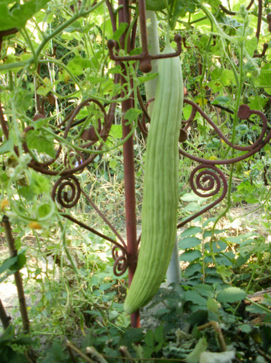 P8256749 - Gradina de legume 2012