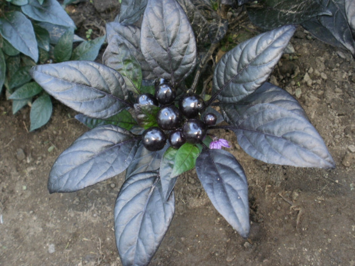 P8307062 - Gradina de legume 2012