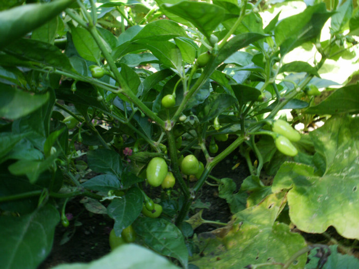 P8307084 - Gradina de legume 2012