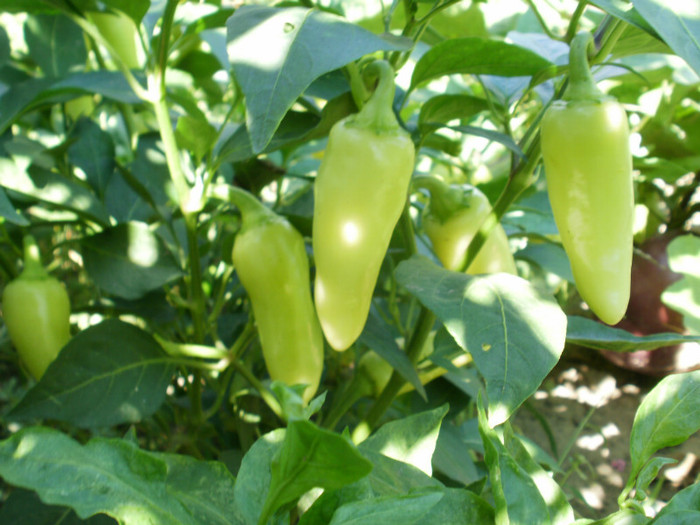 P8307094 - Gradina de legume 2012