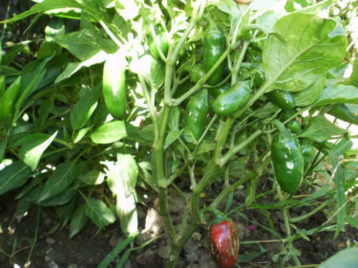 P8307106 - Gradina de legume 2012