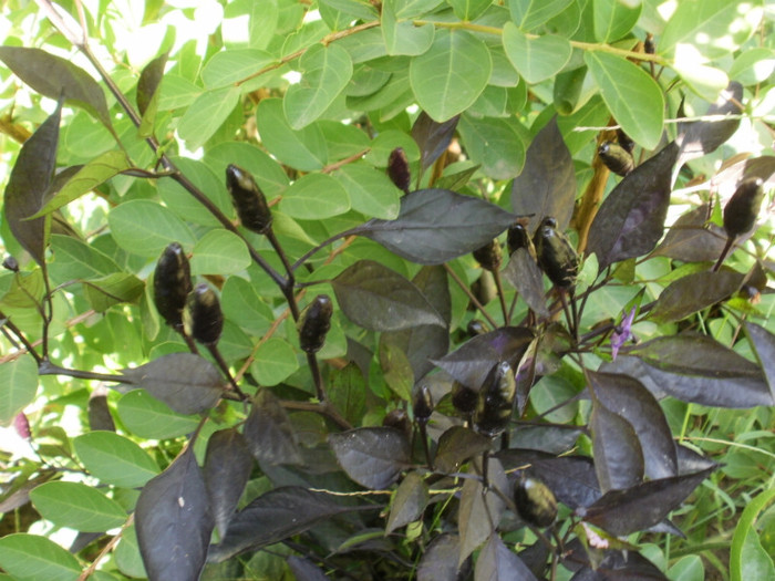 P8307111 - Gradina de legume 2012