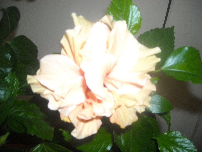 Hibiscus Clasic Yelow ( caisa )