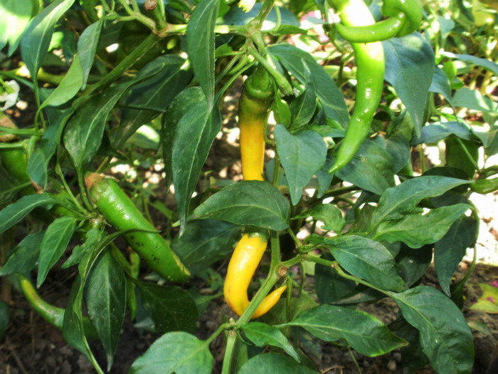 P8307123 - Gradina de legume 2012