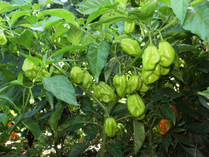 P8307130 - Gradina de legume 2012