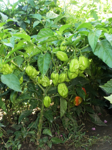 P8307139 - Gradina de legume 2012