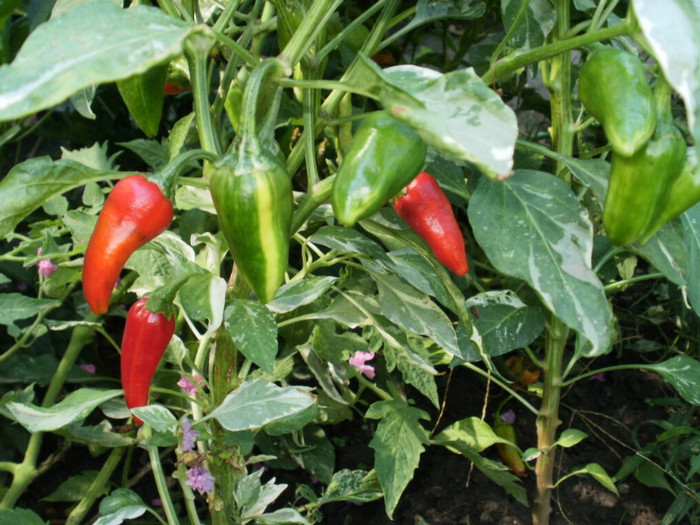 P8307148 - Gradina de legume 2012