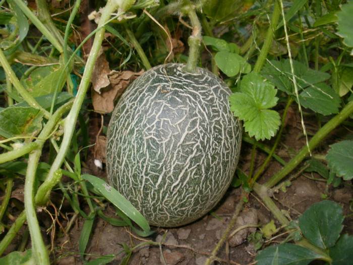 P8307232 - Gradina de legume 2012