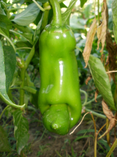 P8307241 - Gradina de legume 2012