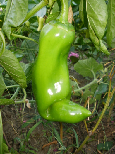 P8307243 - Gradina de legume 2012