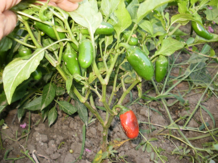 P8307250 - Gradina de legume 2012