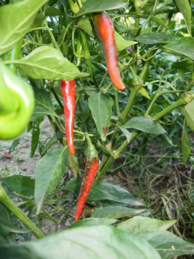 P8307277 - Gradina de legume 2012