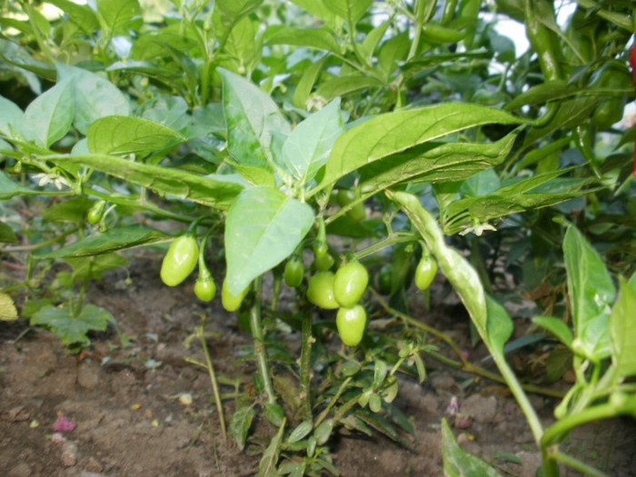 P8307290 - Gradina de legume 2012