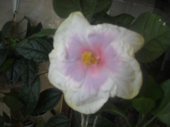 Hibiscus Tahitian Lavander Pastel