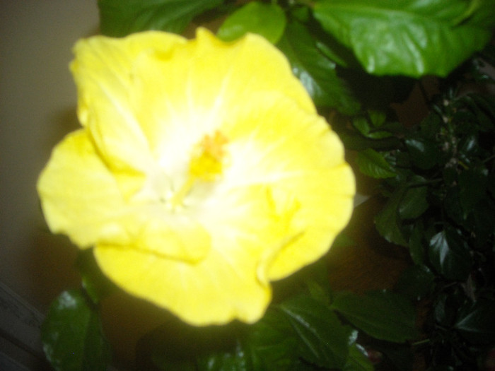 Hibiscus Emily