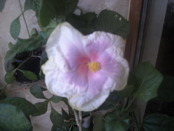 Hibiscus Tahitian Lavander Pastel