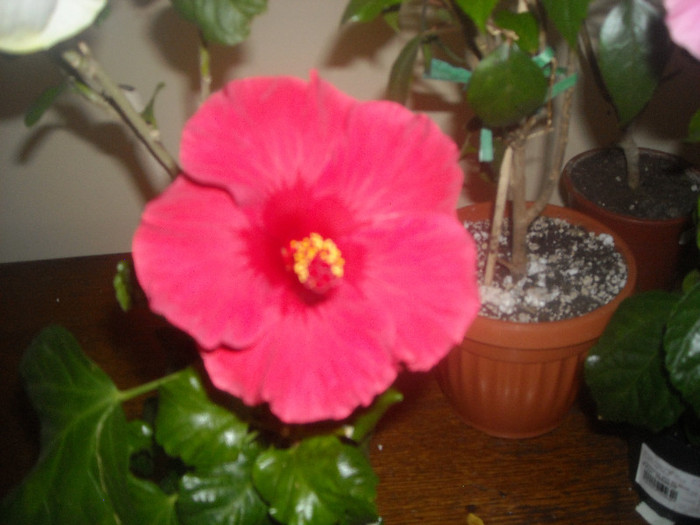 Hibiscus Helene