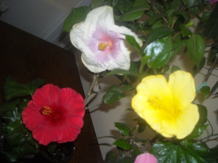 Hibiscus grup