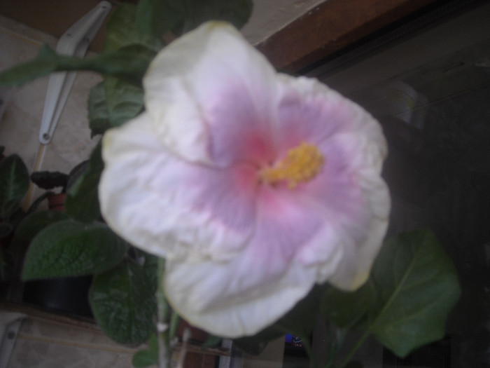 Hibiscus Tahitian Lavander Pastel