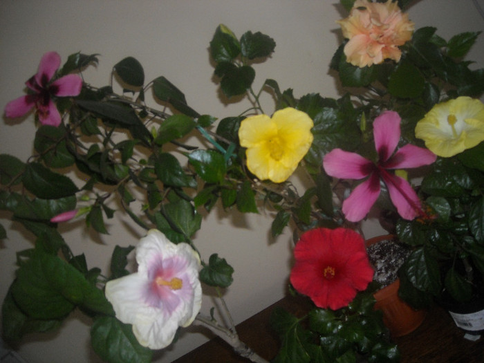 Hibiscus grup