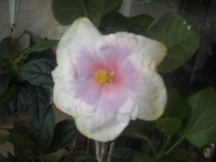 Hibiscus Tahitian Lavander Pastel