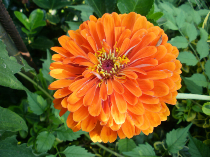 P7193887