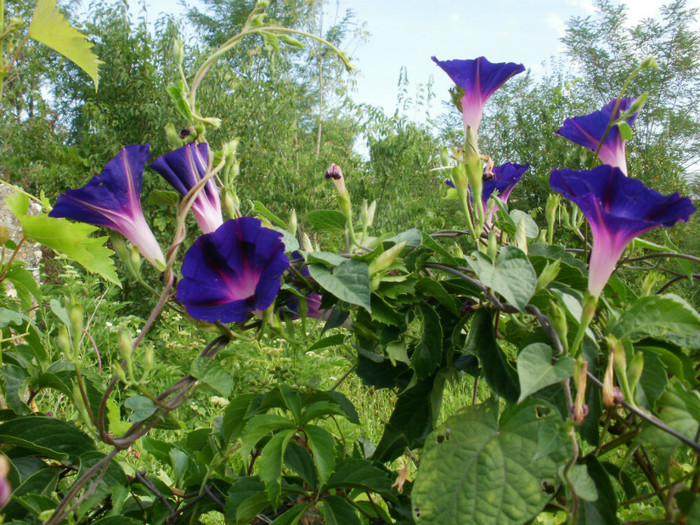 P7315116
