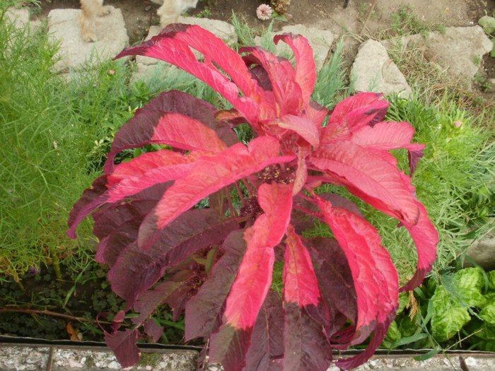 P8095966 - Gradina de flori 2012