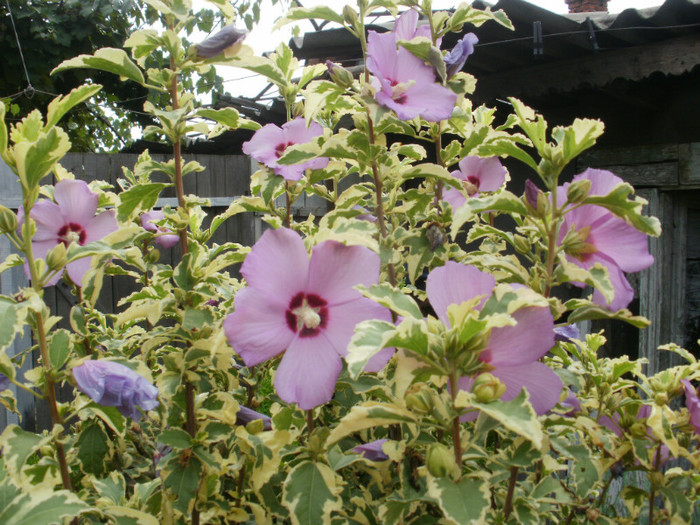 P8116017 - Gradina de flori 2012