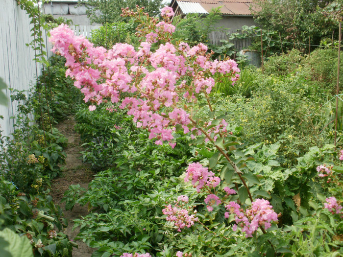 P8276877 - Gradina de flori 2012