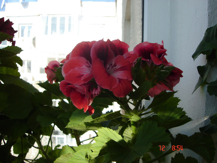 DSC04438