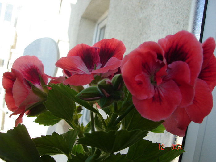 DSC04440